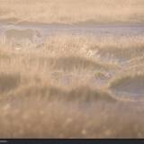 Leonessa all’alba nel Parco di Etosha, Namibia.