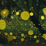 Magic Wood: danza delle lucciole nell’Appennino bolognese