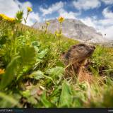 Marmotta e Passo Valparola