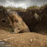 Marmotta al Passo Valparola