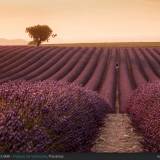 L'ora d'oro, Plateau de Valensole, Provenza.