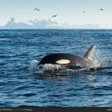 E ALL'IMPROVVISO, UN'ORCA!!! Lofoten, norvegia.