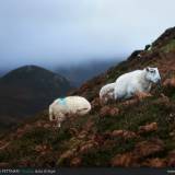 Pecore sull'Isola di Skye