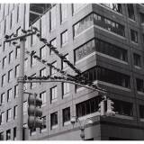 Pigeon, New York City.