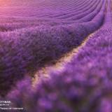 Plateau De Valensole