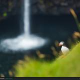 Puffin e cascata
