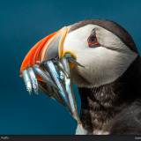 Puffin e prede