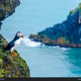 Puffin Islanda