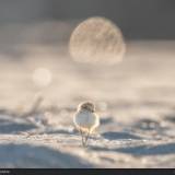 Pullo di Fratino a Marina Romea – Fotografia naturalistica