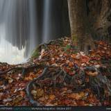 Radici e cascata