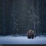 Il risveglio dell'orso in Lapponia Finlandese.