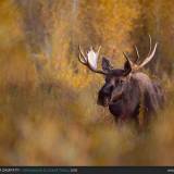 Ritratto di Alce nel Grand Teton National park.