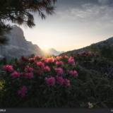 Rododendri in fiore