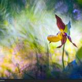 Scarpetta di Venere nei Monti Lessini – Orchidea selvatica