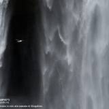 Fulmaro in volo alla cascata di Skogafoss, Islanda.