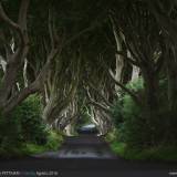 The Dark Hedges