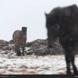 I tipici cavalli islandesi sotto la neve.