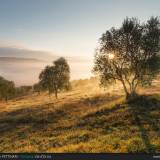 Tra gli ulivi la mattina