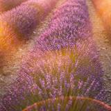 Tra luce e lavanda