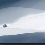 Tree Solo: paesaggio innevato a Castelluccio di Norcia.