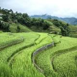 Vietnam - Risaie a terrazza sulle montagne intorno a Sapa.