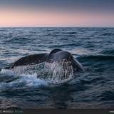 Whale wathing in Islanda!