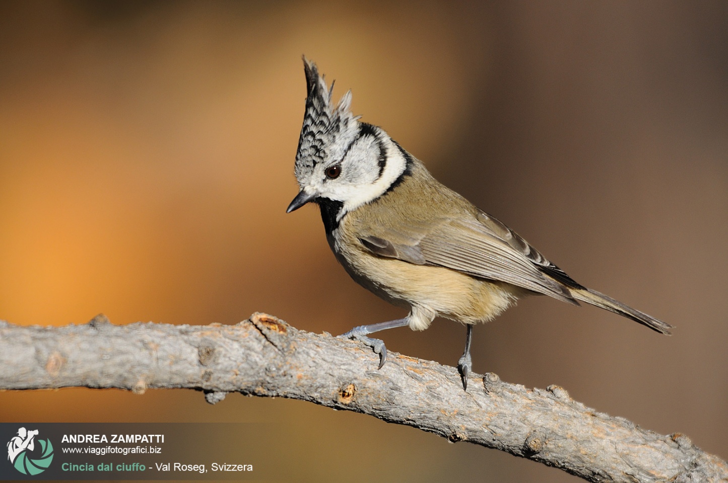 Fotografia Alla Cincia Dal Ciuffo In Val Roseg