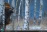 Un bel ritratto di un esemplare di Bisonte Europeo