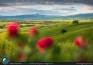 Fiori in Val d'Orcia