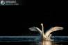 Cigno selvatico all'alba