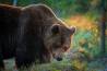 Orso bruno all'alba
