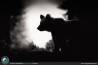 Orso bruno