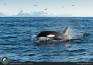 E ALL'IMPROVVISO, UN'ORCA!!! Lofoten, norvegia.