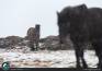 I tipici cavalli islandesi sotto la neve.