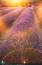 Tra luce e lavanda