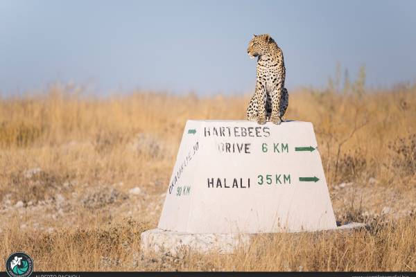 Leopardo etosha