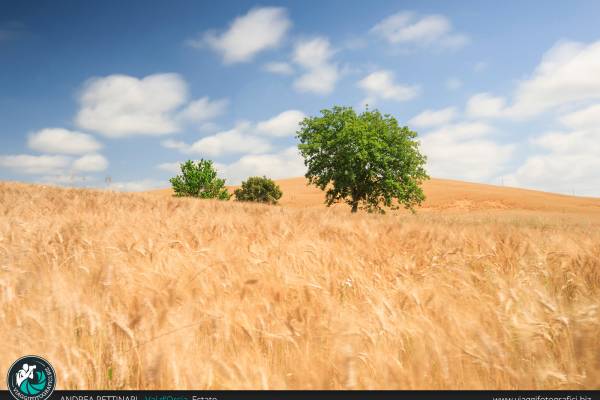 Vento, grano e alberi