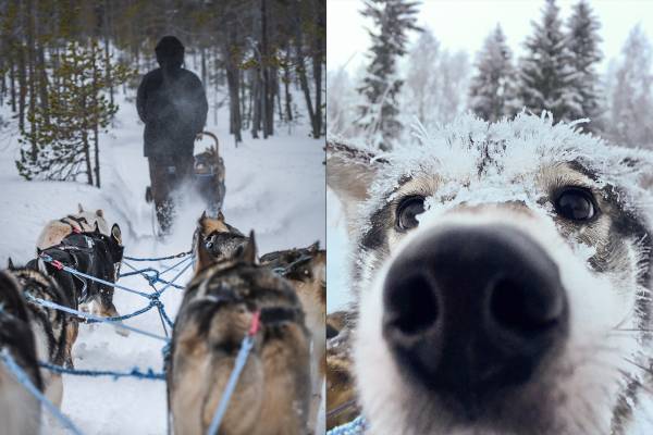 Escursione fotografica cani da slitta lapponia finlandese