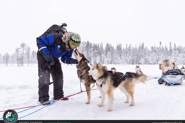 escursione-husky-lapponia-finlandese