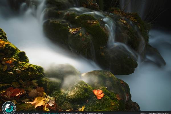 Acqua e foglie ai Laghi di Plitvice