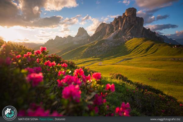 Fiori al Passo Giau