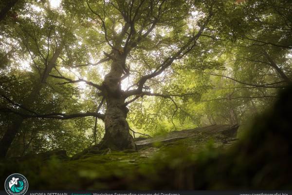 Albero nella nebbia