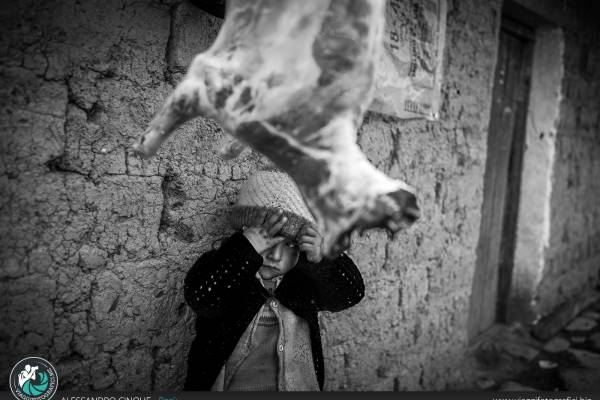 Ritratto di una bambina che assiste al macello di una pecora.