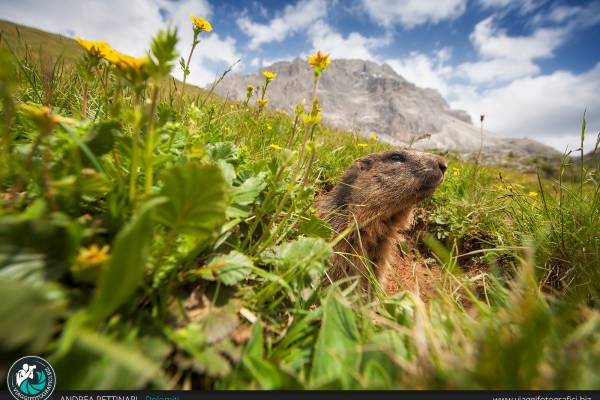 Marmotta al Valparola