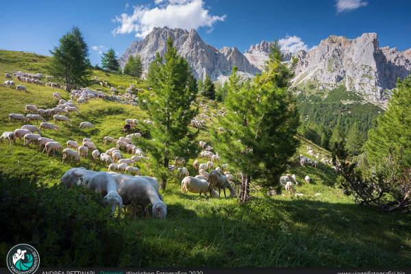 Pecore al pascolo