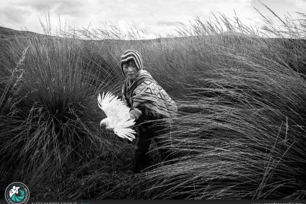 Bambina che gioca con il gallo.