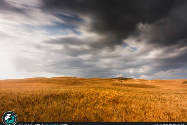 Distese di campi di grano