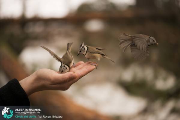 Val roseg, il luogo perfetto per imparare a fotografare gli uccelli