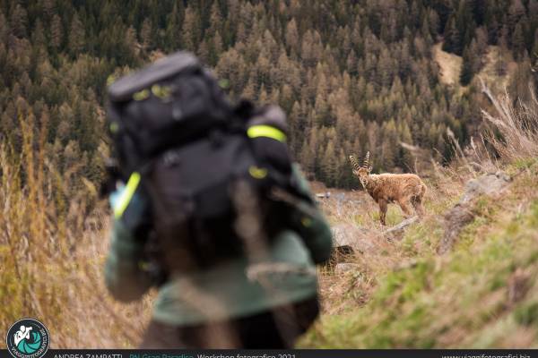 gran paradiso incontri con animali