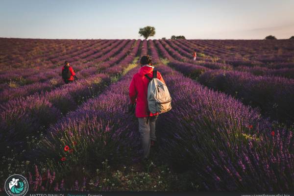 Alba tra la lavanda